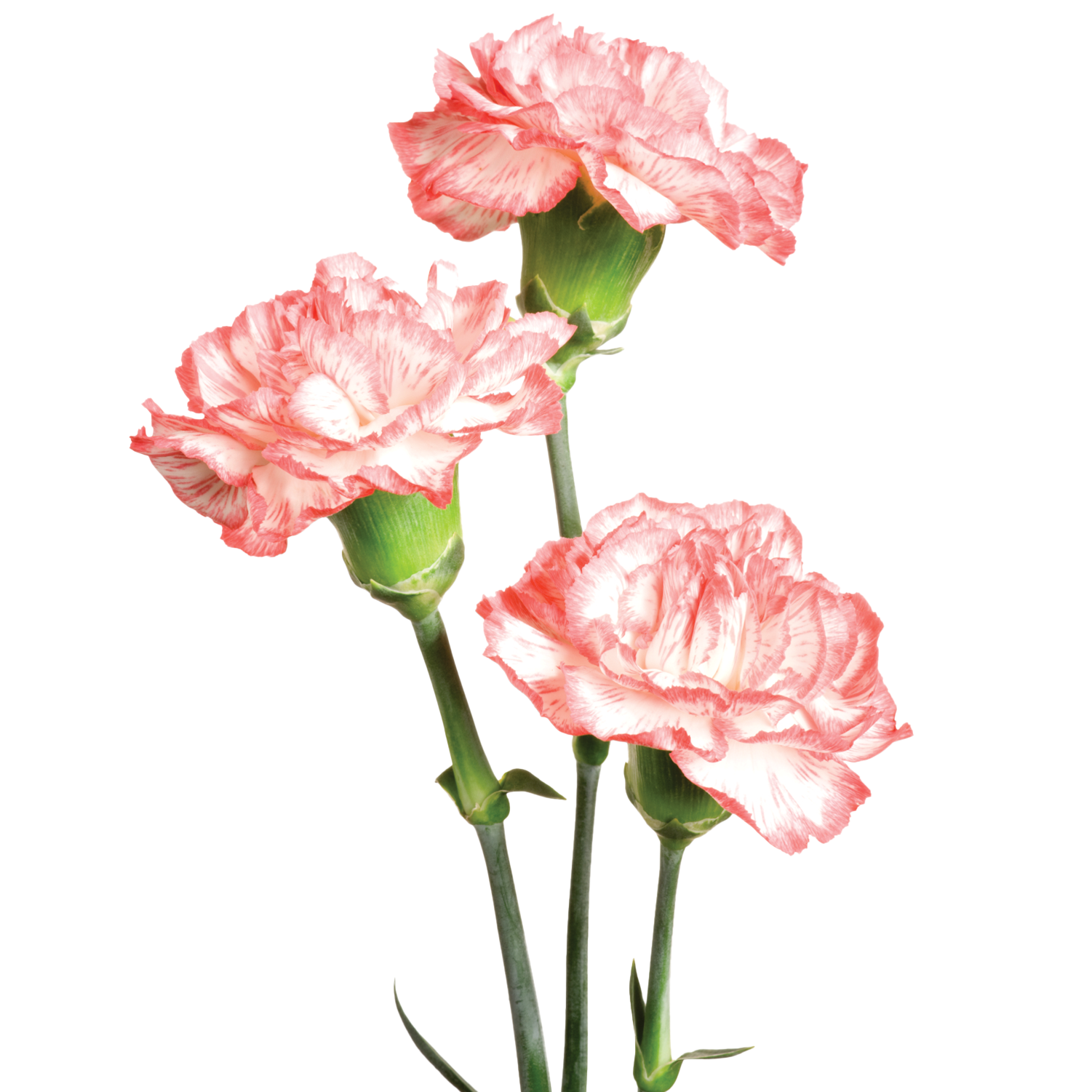 Carnations