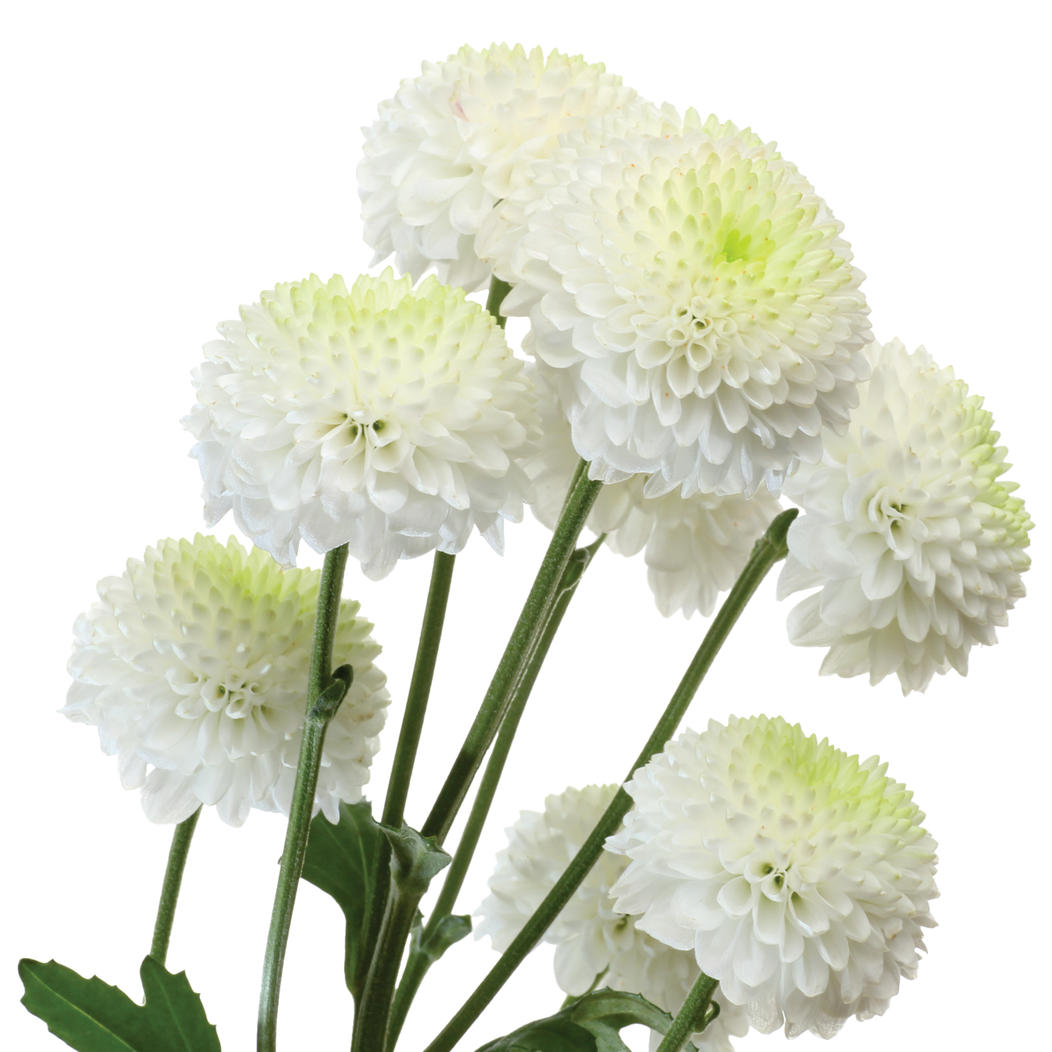 Chrysanthemums