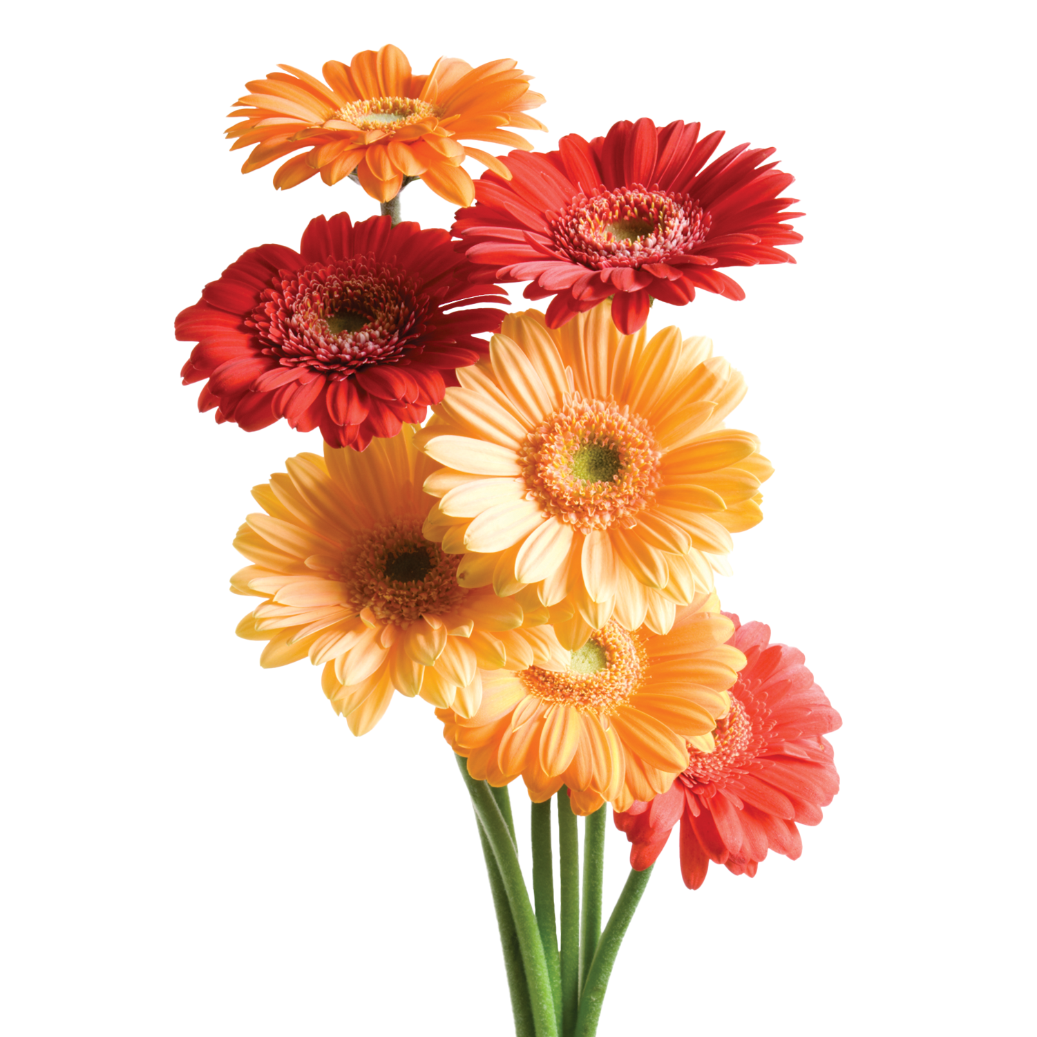 Daisies