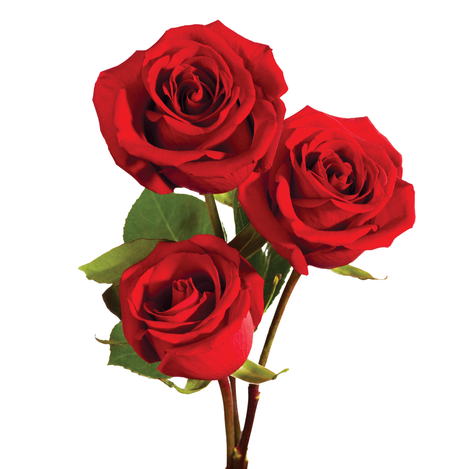 Roses